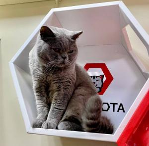 Фотография Котокафе Республика кошек 3
