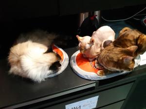 Фотография Котокафе Республика кошек 1